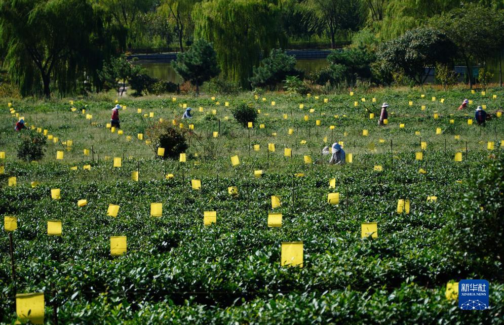 缅甸银钻娱乐怎么样
